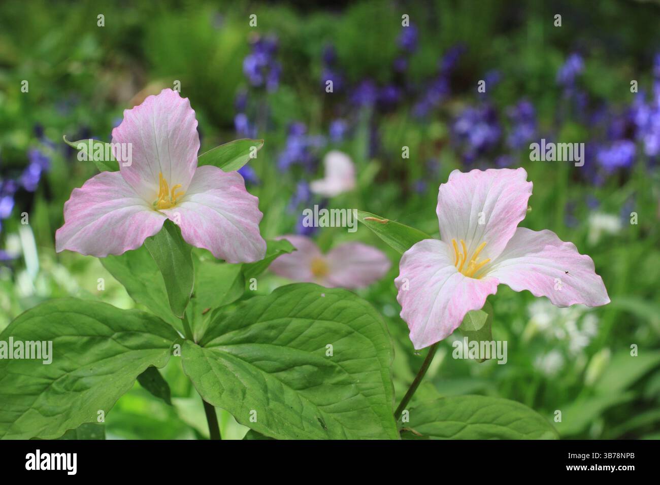 Trillium grandiflorum F. roseum, noto anche come il rosa rosa rosa rosa rosa trillium che cresce in un giardino boschivo a tarda primavera. REGNO UNITO Foto Stock