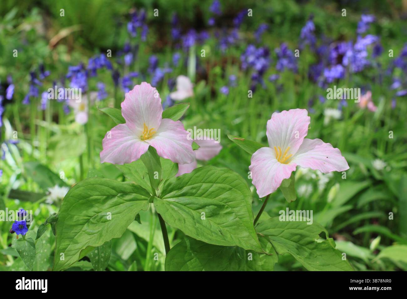 Trillium grandiflorum F. roseum, noto anche come il rosa rosa rosa rosa rosa trillium che cresce in un giardino boschivo a tarda primavera. REGNO UNITO Foto Stock