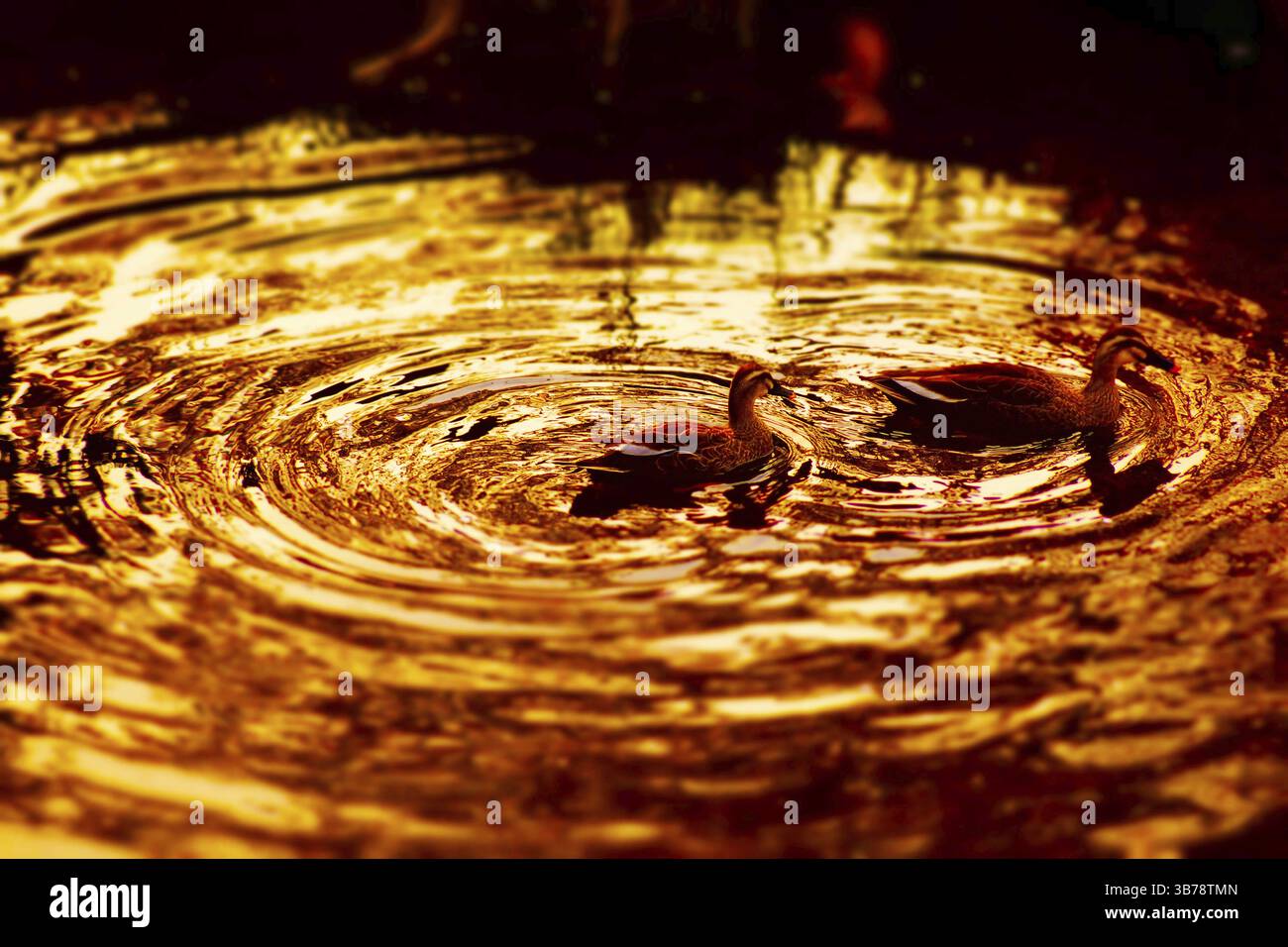 Nella caduta dello stagno. Luogo delle riprese: Chofu, Tokyo Foto Stock