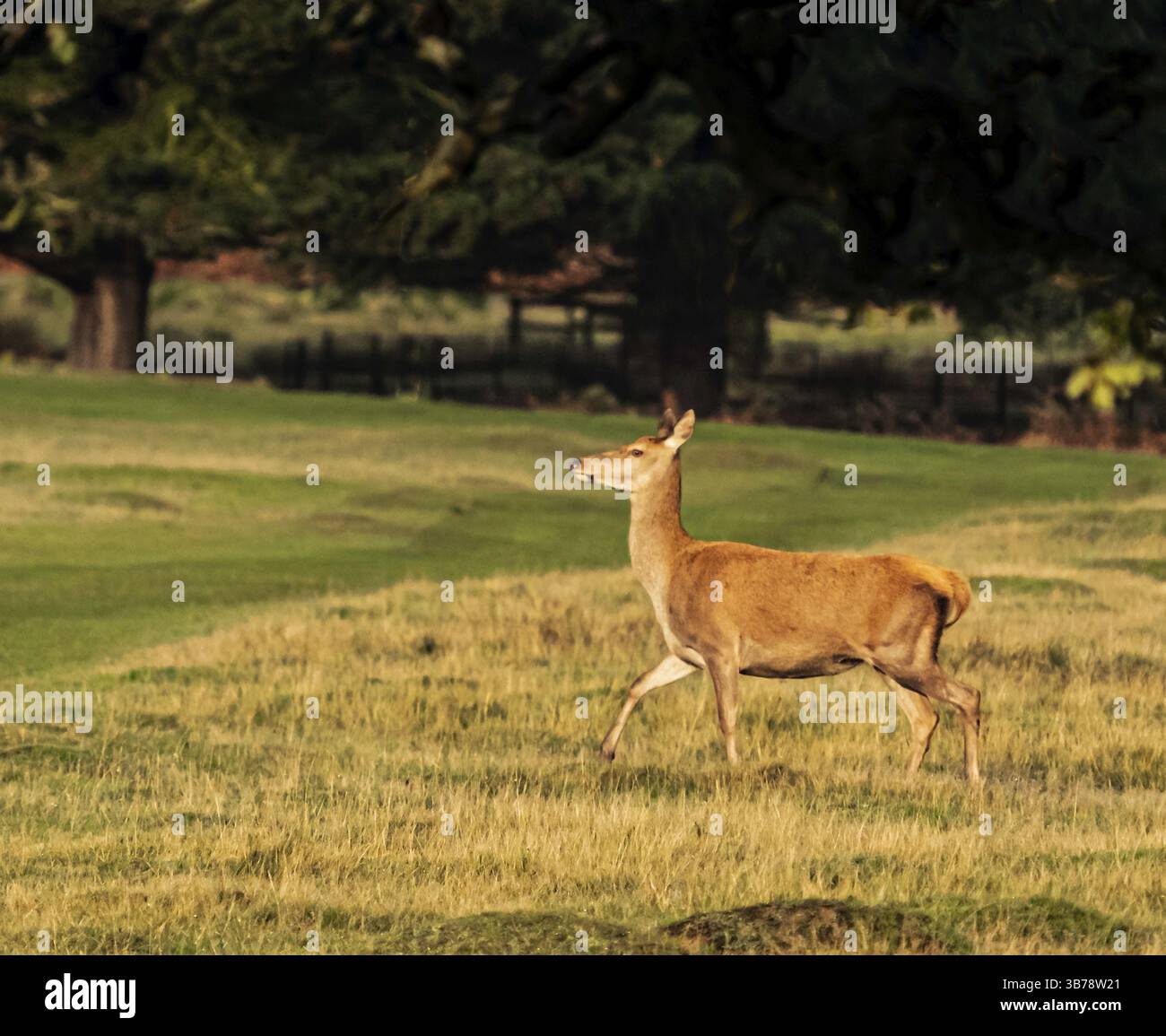 Fallow Deer al Bradgate Park alla fine dell'annuale Rut Foto Stock