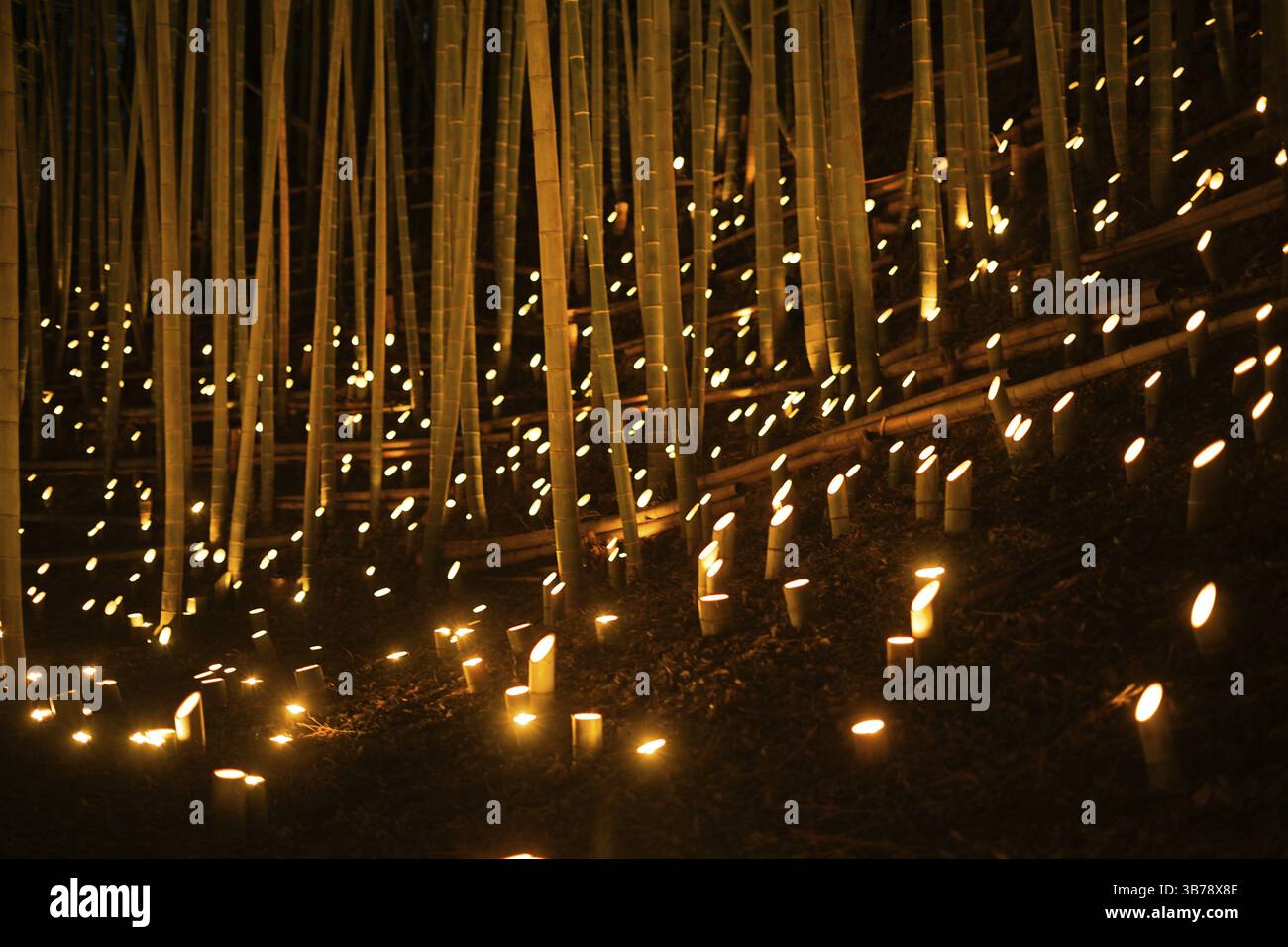 La foresta di bambù si illumina (piccola scrivania Castello foresta di cittadini). Luogo di ripresa: Yokohama-città prefettura di kanagawa Foto Stock