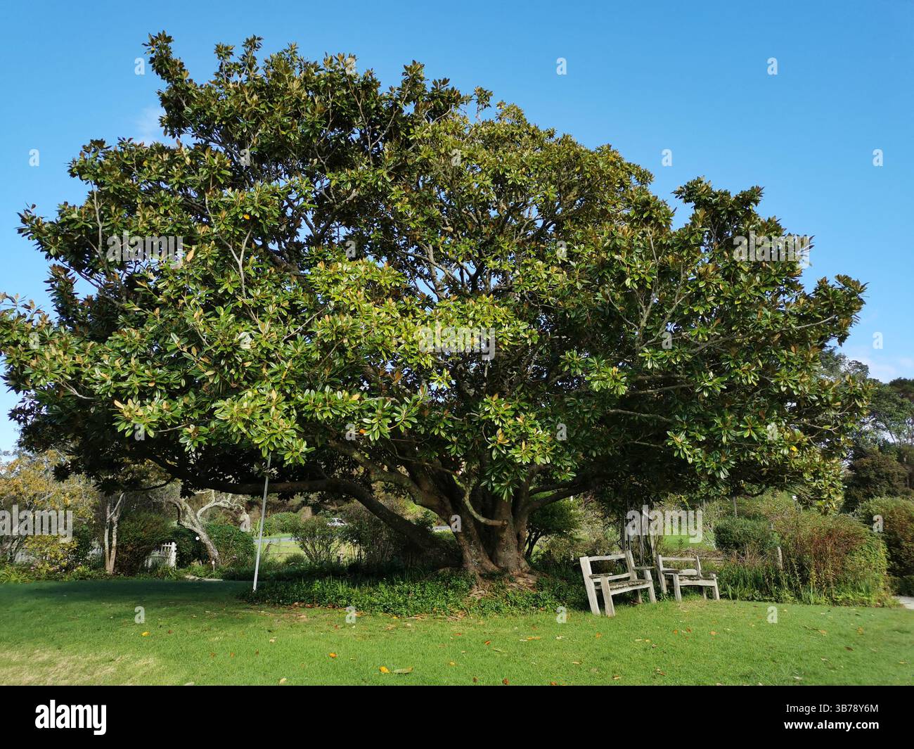 Enorme albero di magnolia vicino al negozio di pietre Kerikeri a Kerikeri, Bay of Islands, nuova Zelanda Foto Stock