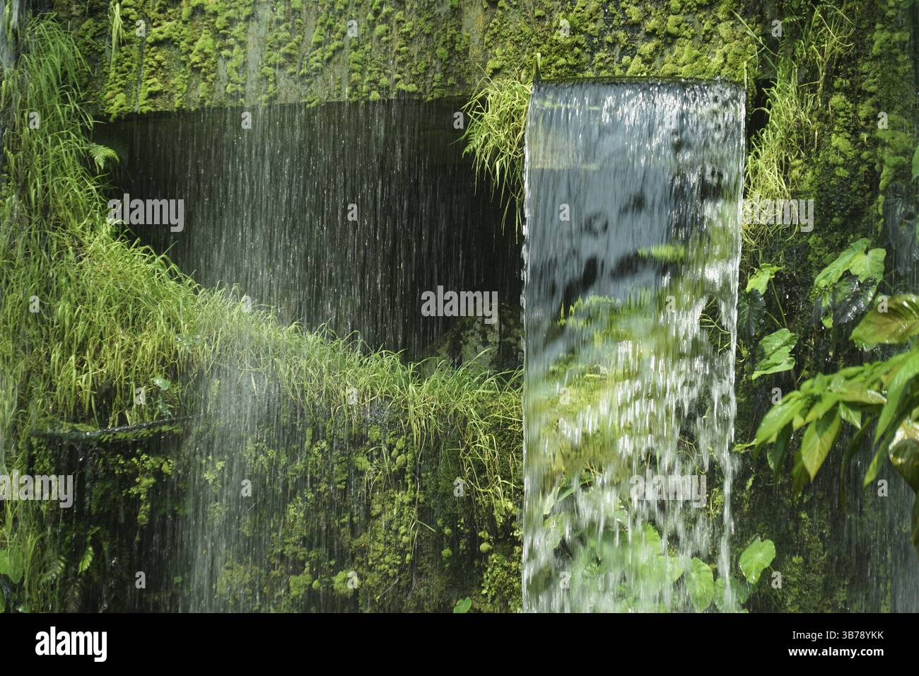 La cascata nella giungla era densa. Luogo di ripresa: Singapore Foto Stock