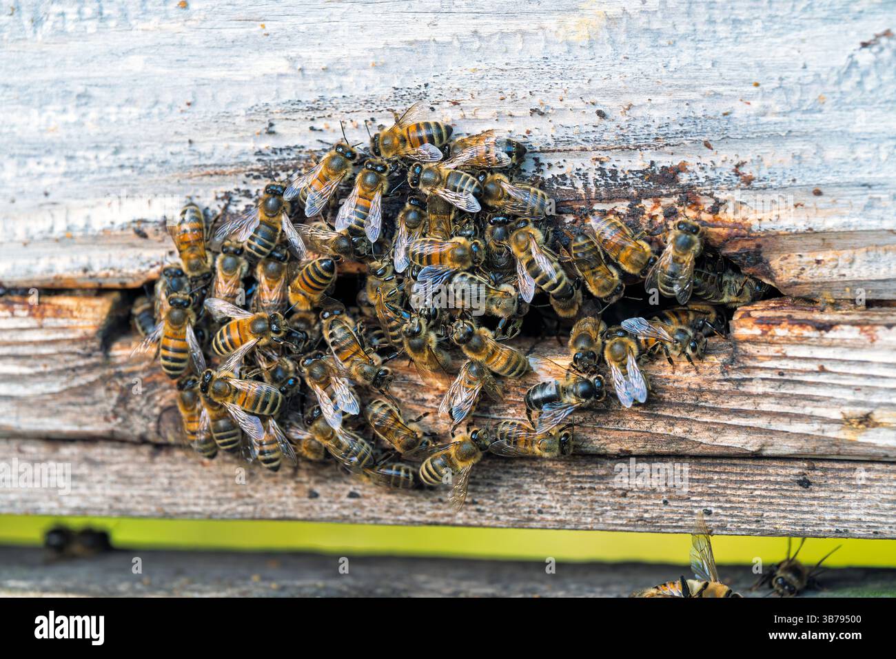 Gruppo di api europee si sono accoccolate insieme intorno all'ingresso dell'alveare in una giornata fredda. Foto Stock