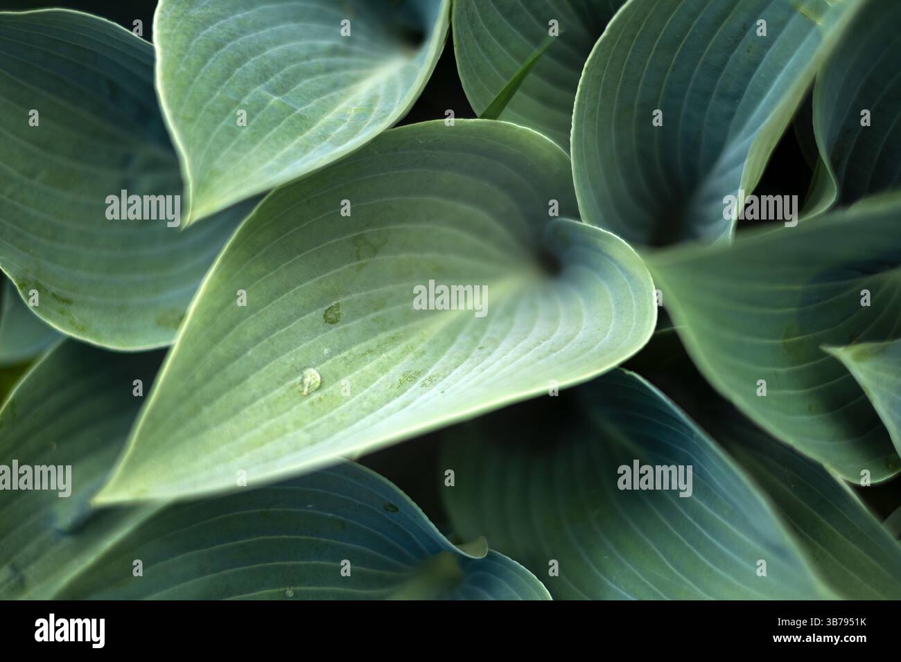 Una varietà di Hosta una pianta erbacea perenne che cresce in un giardino di Norfolk, Regno Unito. Foto Stock