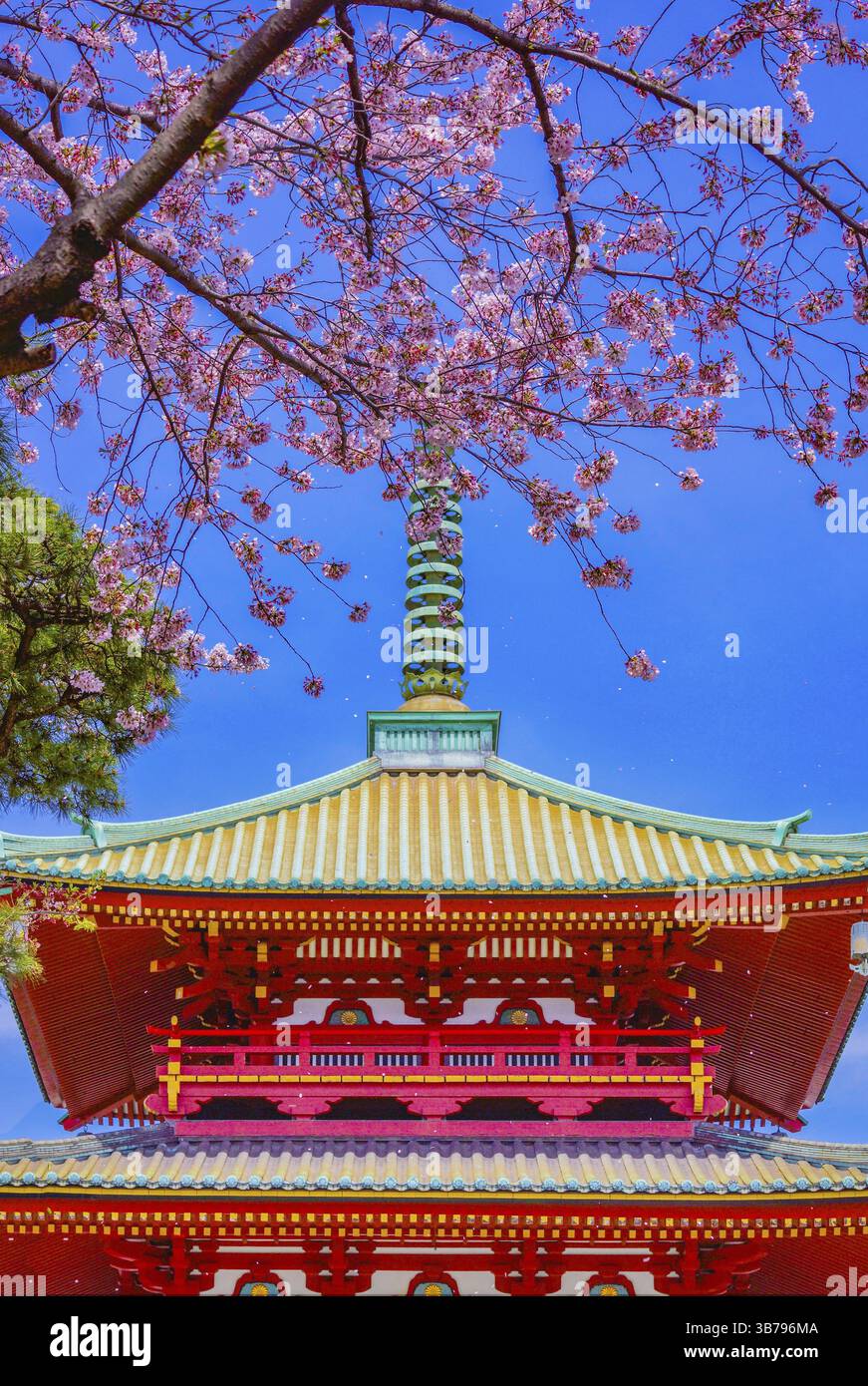 Fioritura primaverile dei ciliegi e montagna filiale (Yokohama City). Luogo di tiro: Yokohama-città prefettura di kanagawa Foto Stock