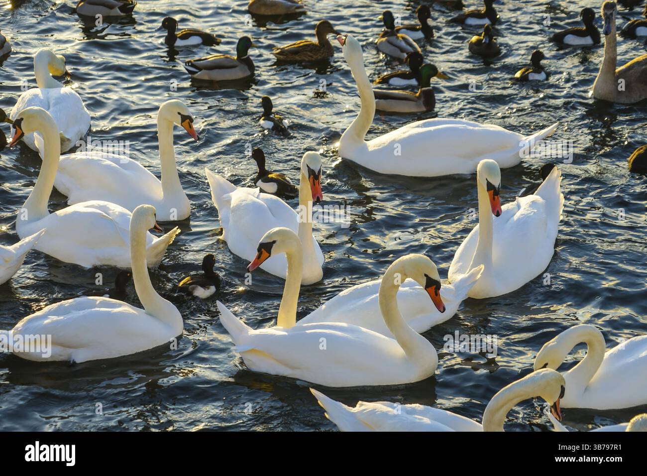 Stockholm lira Lake Swan County. Luogo di ripresa: Svezia, Stoccolma Foto Stock