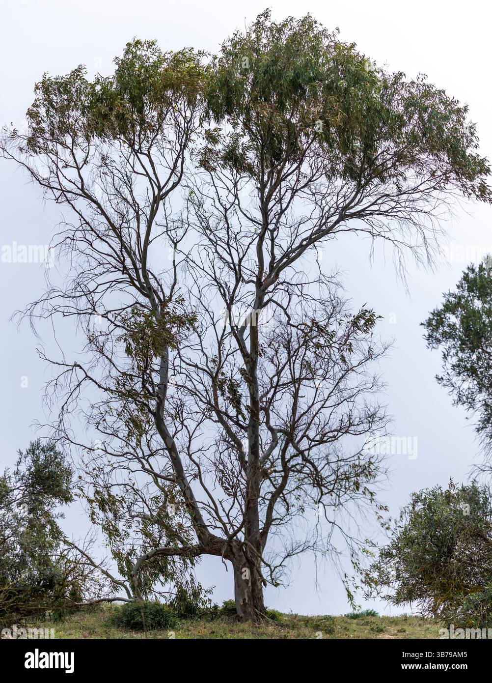 Vista di una foresta di alberi di eucalipto globulus (eucaliptus globulus). Foto Stock