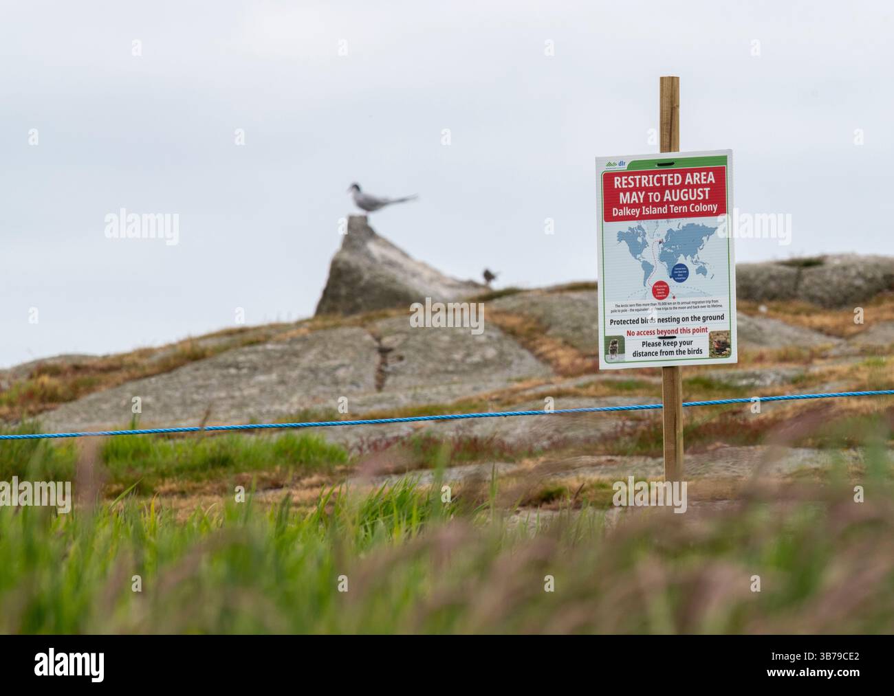 Area di allevamento di uccelli a Dalkey Island Foto Stock