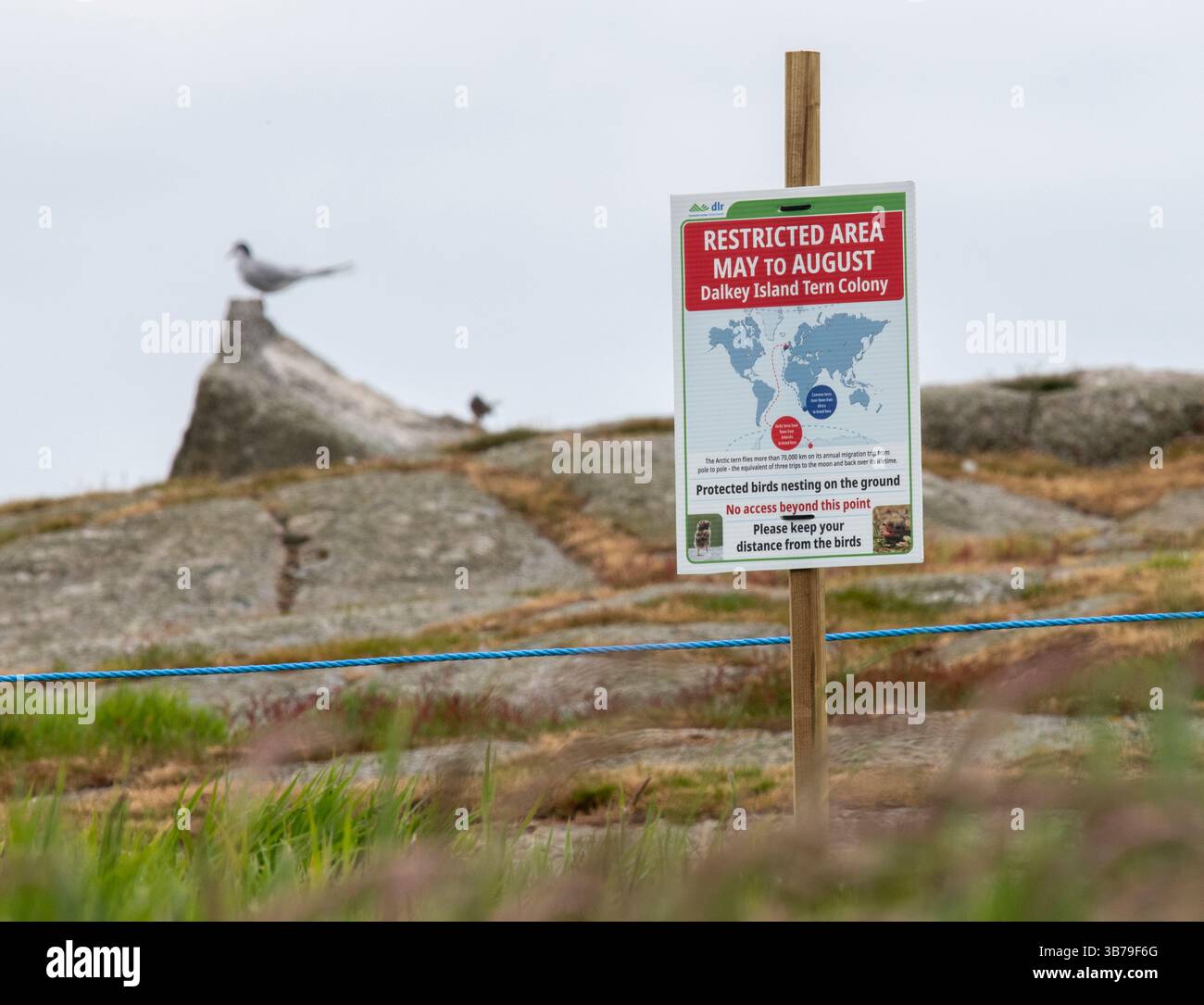 Area di allevamento di uccelli sull'isola di Dalkey Foto Stock