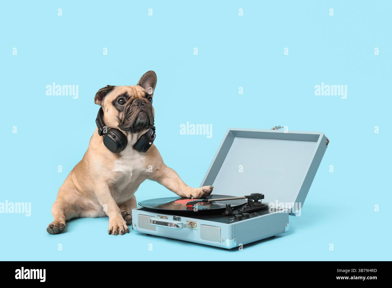 Grazioso bulldog francese con cuffie e lettore di dischi su sfondo blu Foto Stock Grazioso bulldog francese con cuffie e lettore di dischi su sfondo blu Foto Stock