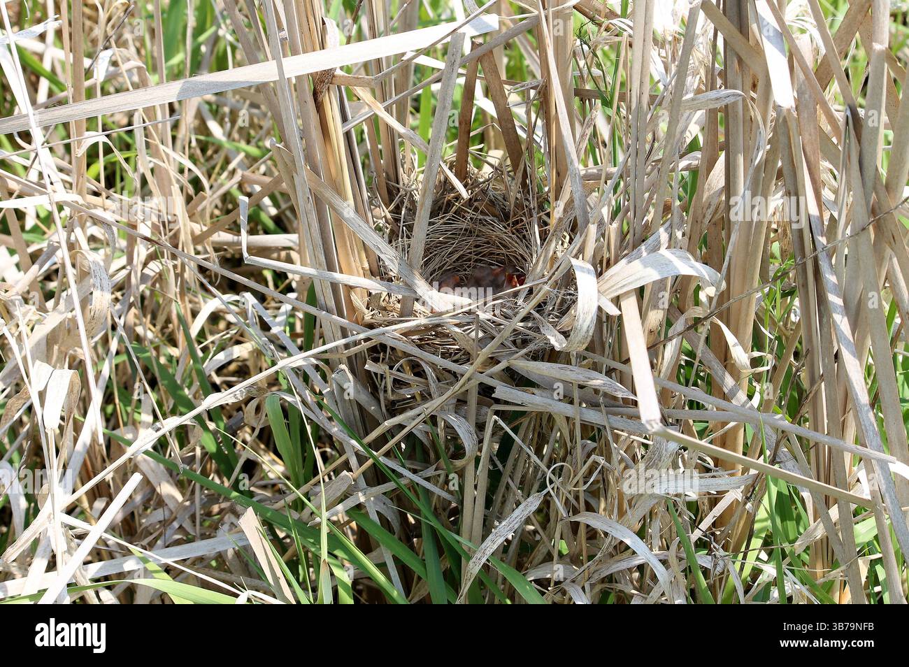 L'uccello nero alato rosso (Agelaius phoeniceus) nidifica nella canna Foto Stock