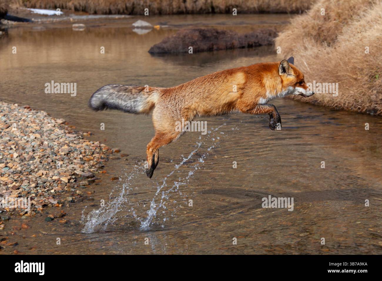 Volpe rossa, Vulpes vulpes, volpe che saltano sopra un ruscello, Parco Nazionale del Gran Paradiso, Italia Foto Stock