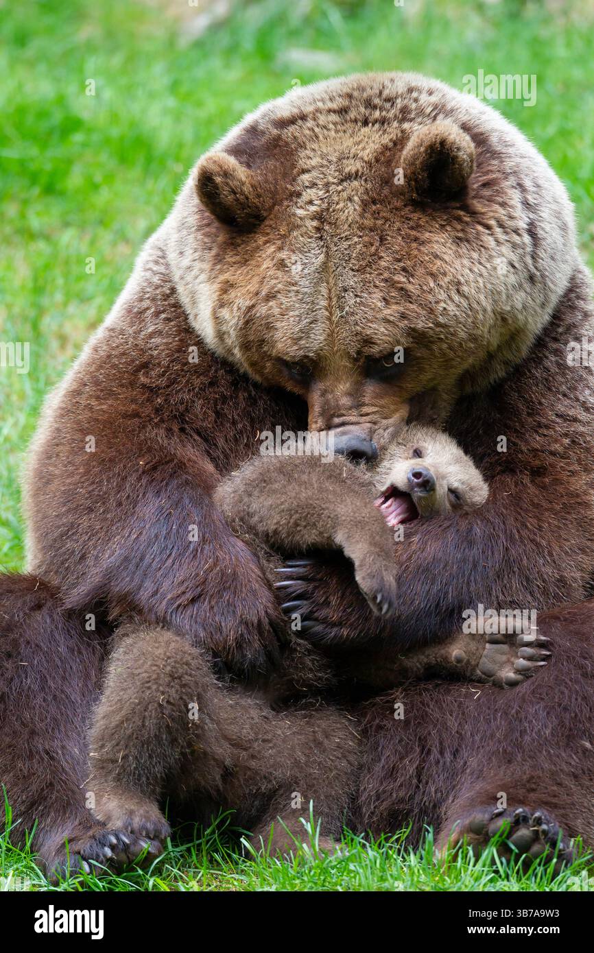 Orso bruno europeo, Ursus arctos, donna che gioca con cucciolo, Dalarna, Svezia Foto Stock