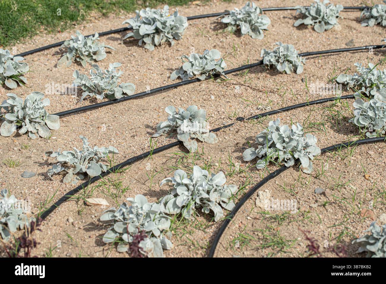 Patch di fiori con piante. Innaffiare l'impianto con un tubo flessibile. Foto Stock
