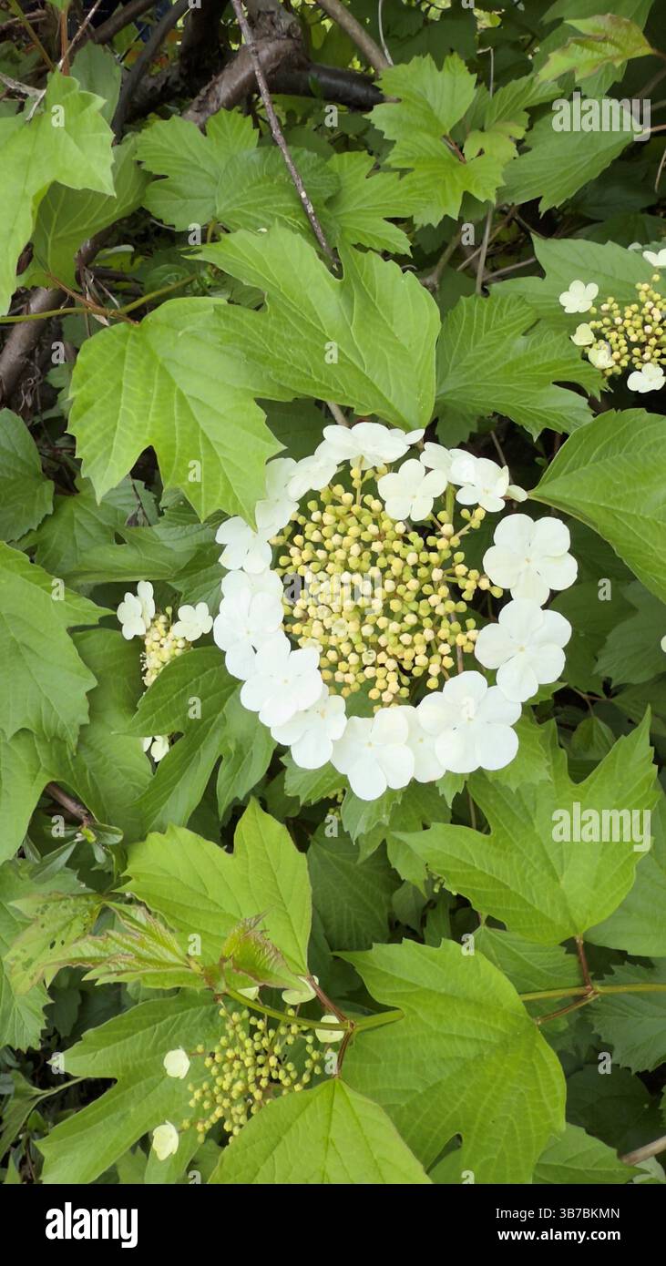 Fiori Viburnum in piena fioritura, delicati petali bianchi e verde Foto Stock