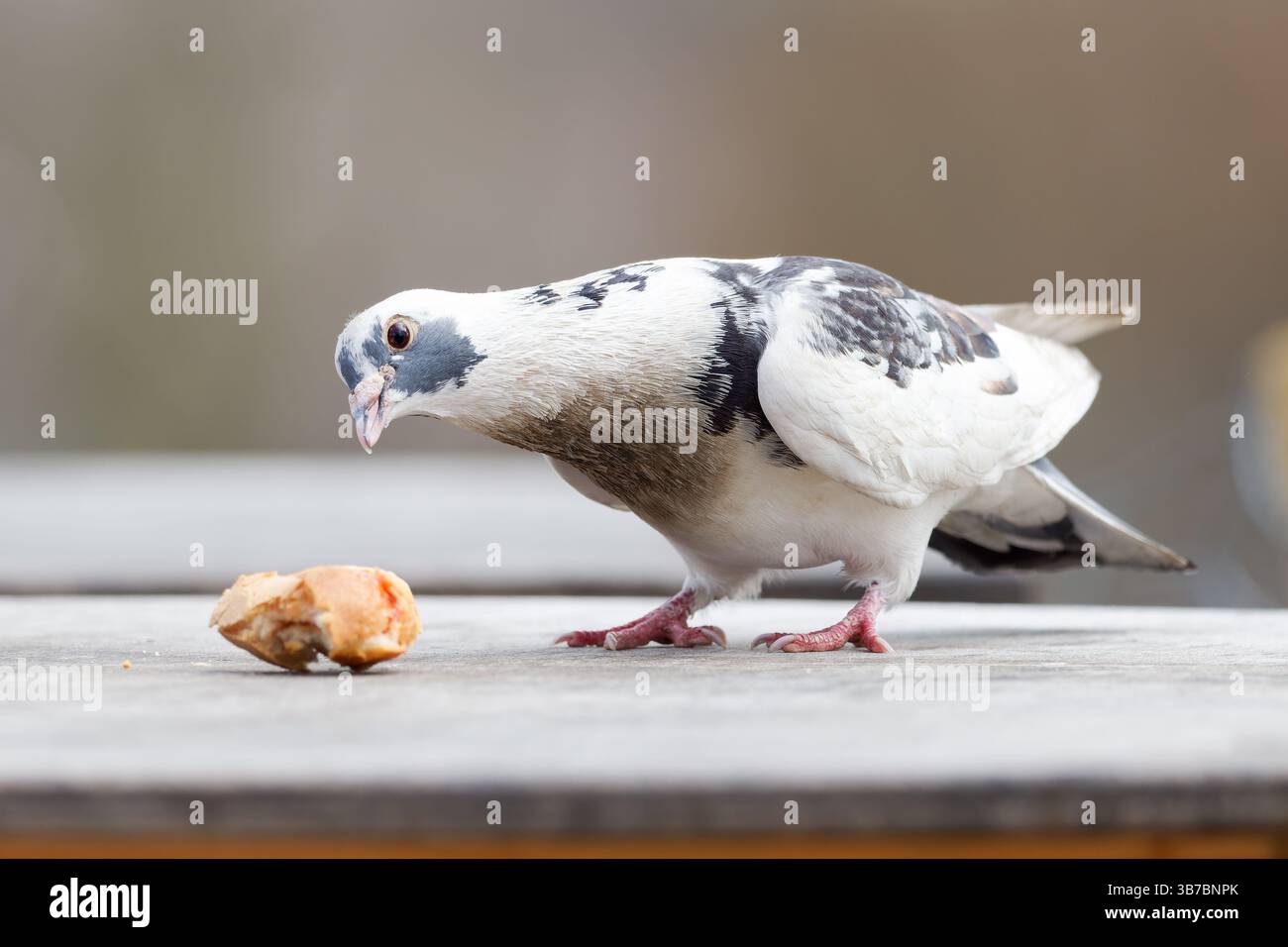Un piccione leucistico (Columba livia) che mangia pane su un tavolo da picnic nei giardini del Trocadéro, Parigi. Foto Stock