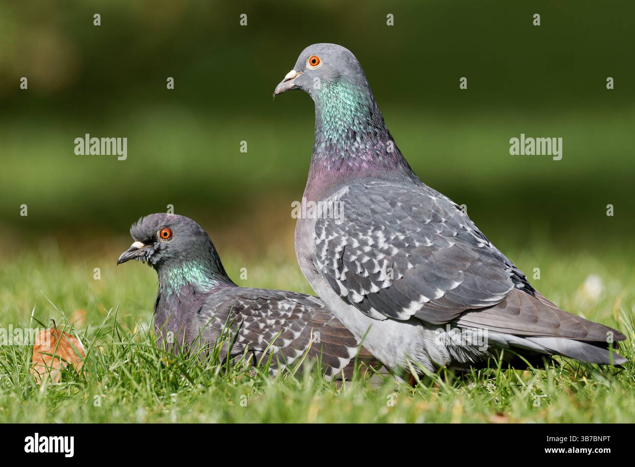Un paio di piccioni (Columba livia) che riposano nell'erba, una vista comune nei parchi urbani e nelle aree naturali di tutte le città. Foto Stock