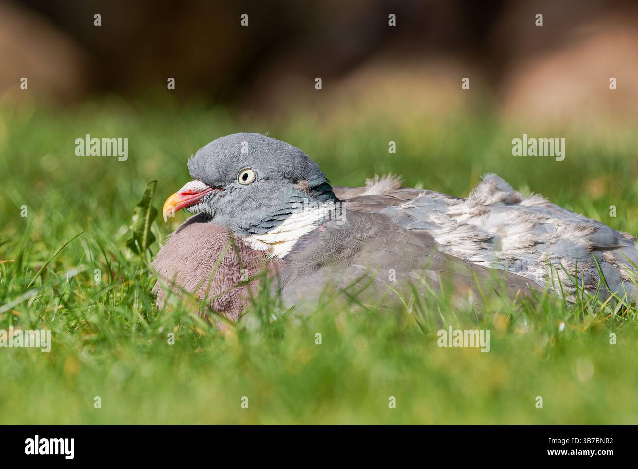 Un piccione di bosco (Columba palumbus) che riposa nell'erba, una vista comune nelle foreste e nei campi europei, parte della famiglia Columbidae. Foto Stock