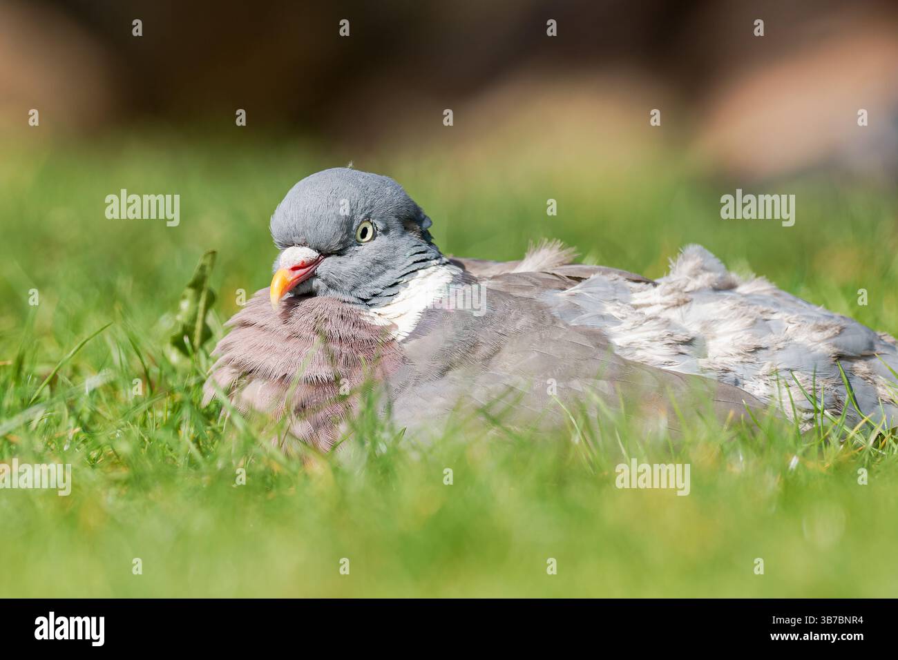 Un piccione di bosco (Columba palumbus) che riposa nell'erba, una vista comune nelle foreste e nei campi europei, parte della famiglia Columbidae. Foto Stock