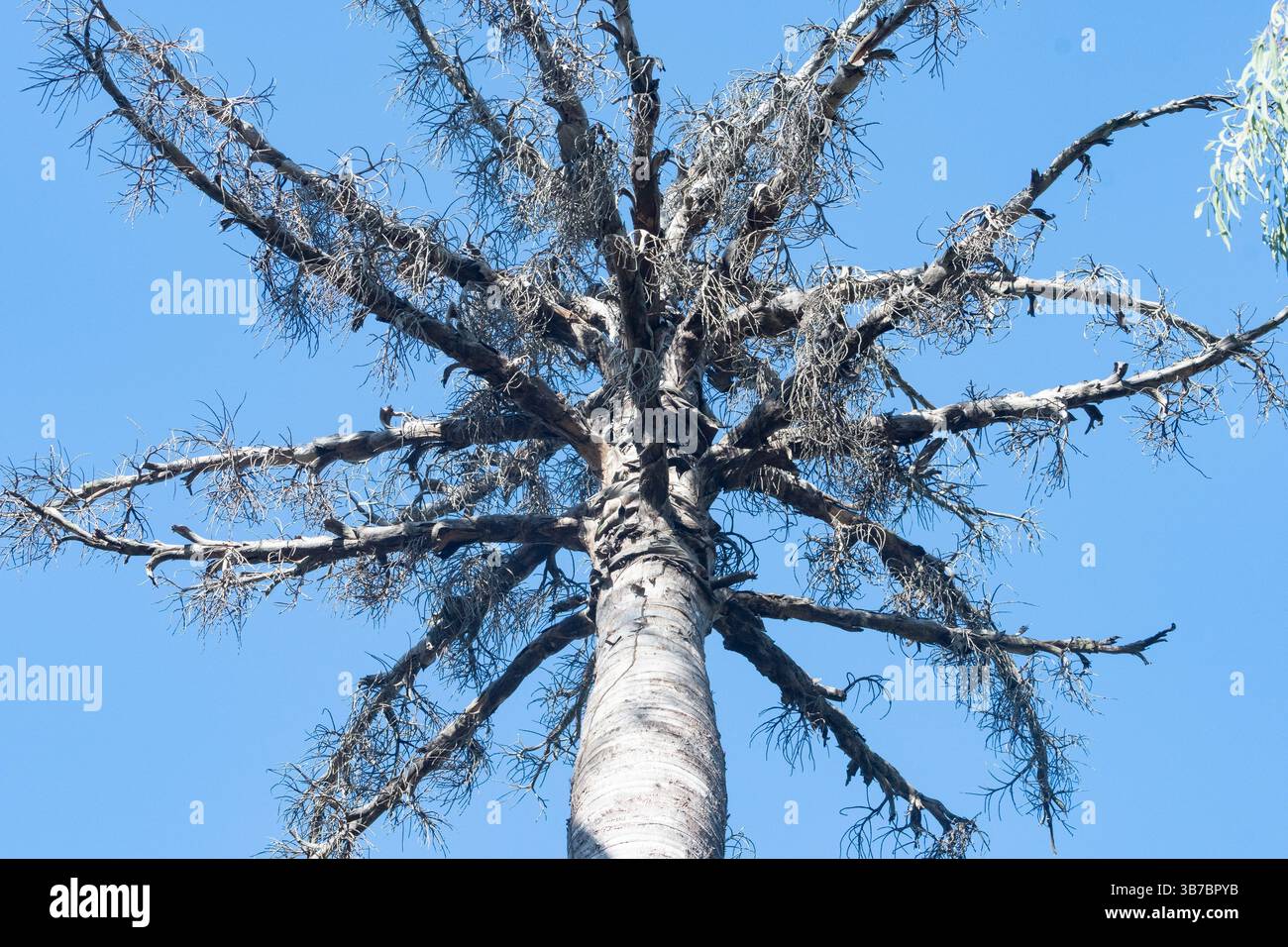 Corypha Palm (Corypha utan) morta dopo la fioritura, Lakefield National Park, Rinyirru, Cape York Peninsula, far North Queensland, FNQ, Australia Foto Stock