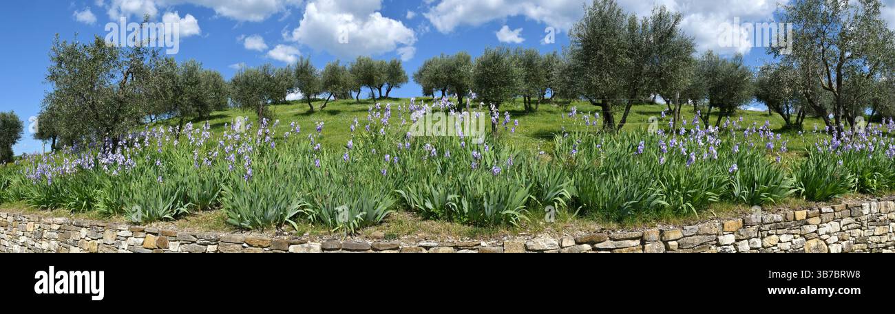 Iris pallida in fiore e ulivi sulle colline toscane vicino a Pontassieve in primavera. L'Iris (Iris Pallida), il simbolo della città di Firenze. Ital Foto Stock