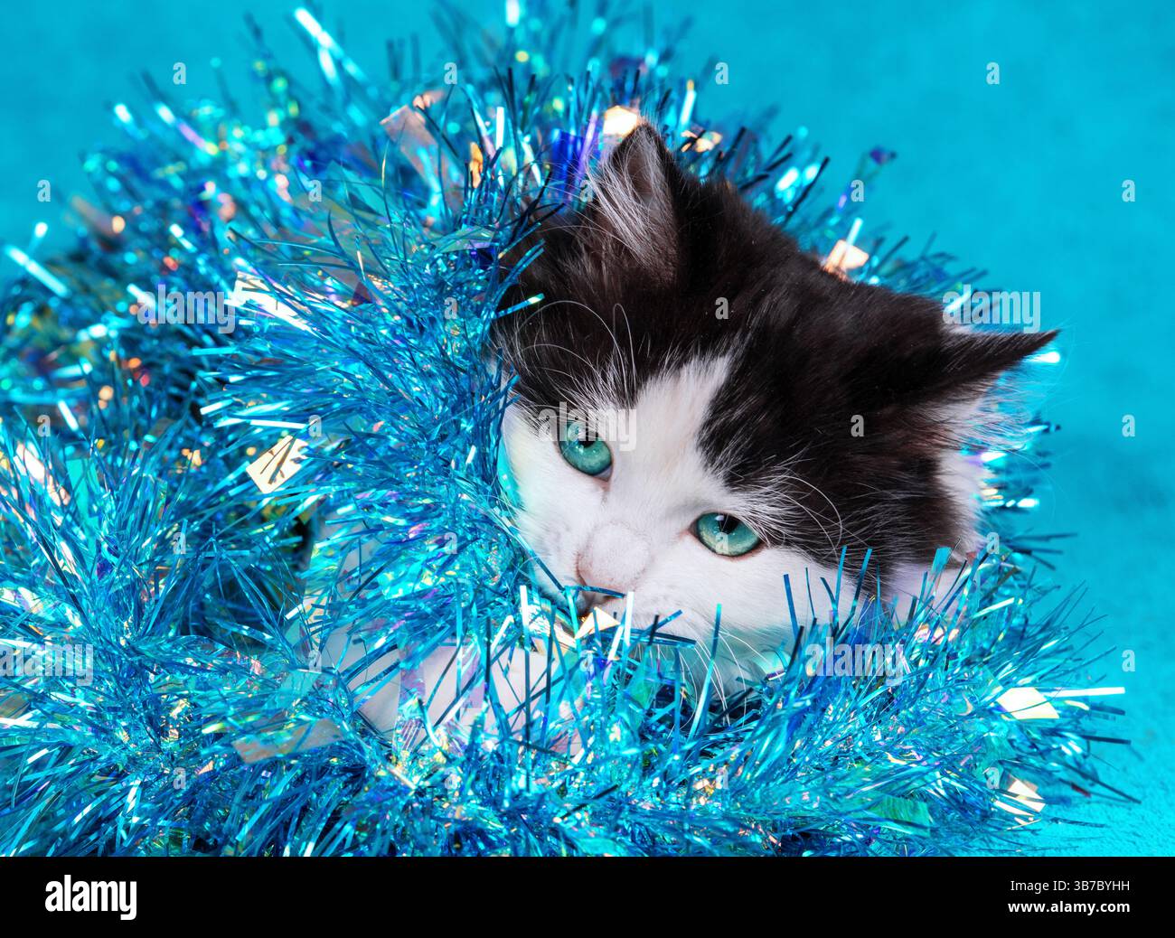 Divertente gattino avvolto in scintillante ghirlanda natalizia su sfondo blu. Concetto natalizio Foto Stock