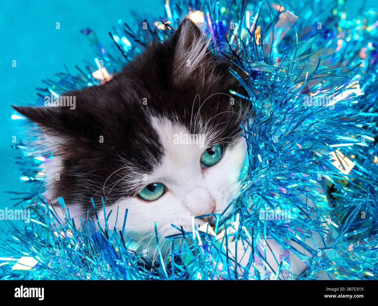 Divertente gattino avvolto in scintillante ghirlanda natalizia su sfondo blu. Concetto natalizio Foto Stock