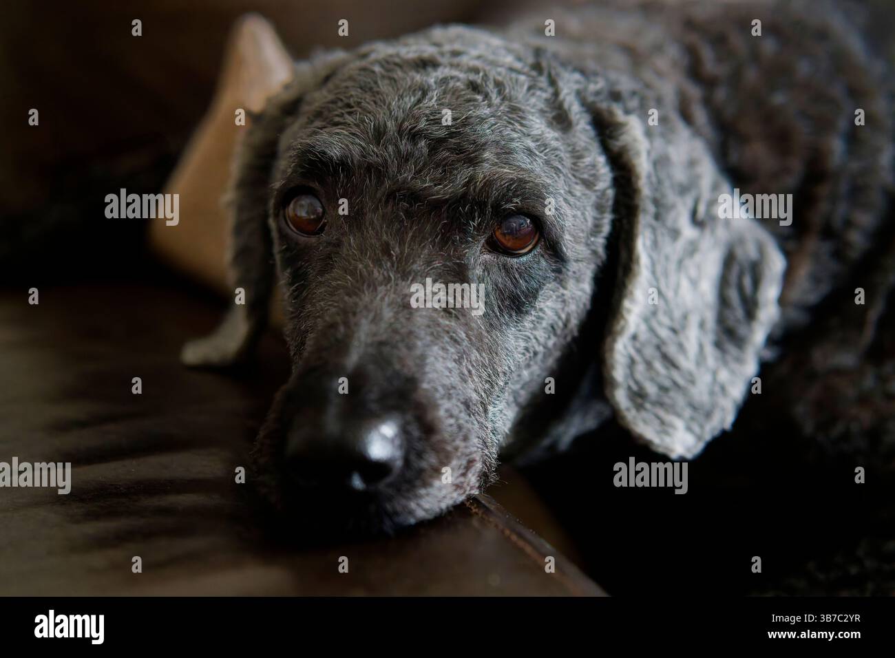 Un ritratto di un cane Labradoodle nero dai capelli lisci e carino, sdraiato su un divano con la testa sul bracciolo Foto Stock