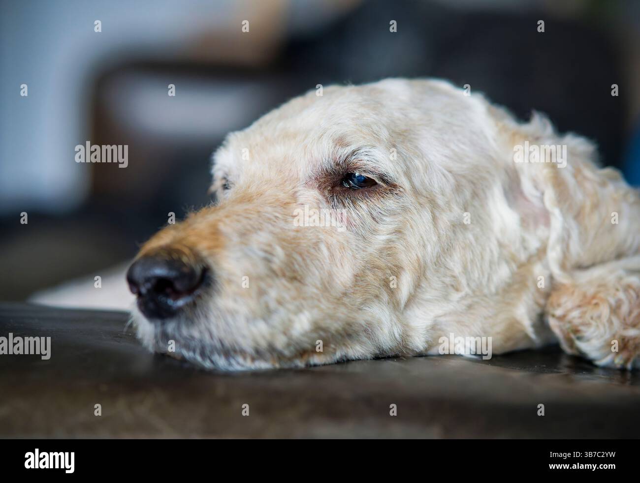 Un ritratto di un cane Labradoodle beige dai capelli lisci e carino, sdraiato sul pavimento e che piange Foto Stock