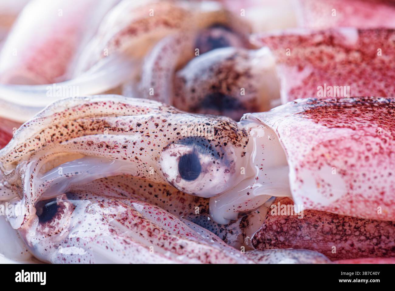 Calamari appena pescati. Scatto macro Foto Stock