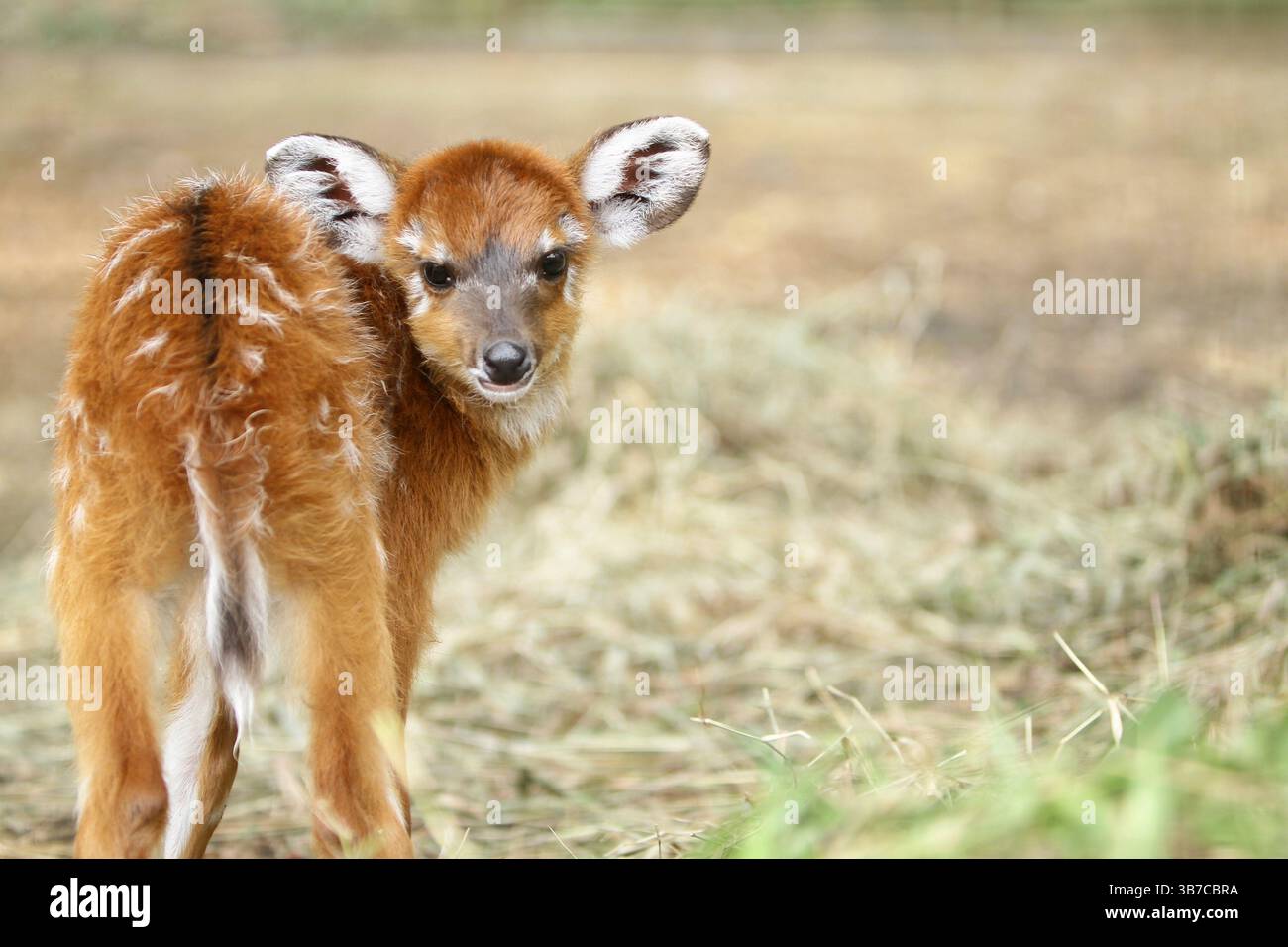 ritratto di una piccola sitatunga Foto Stock