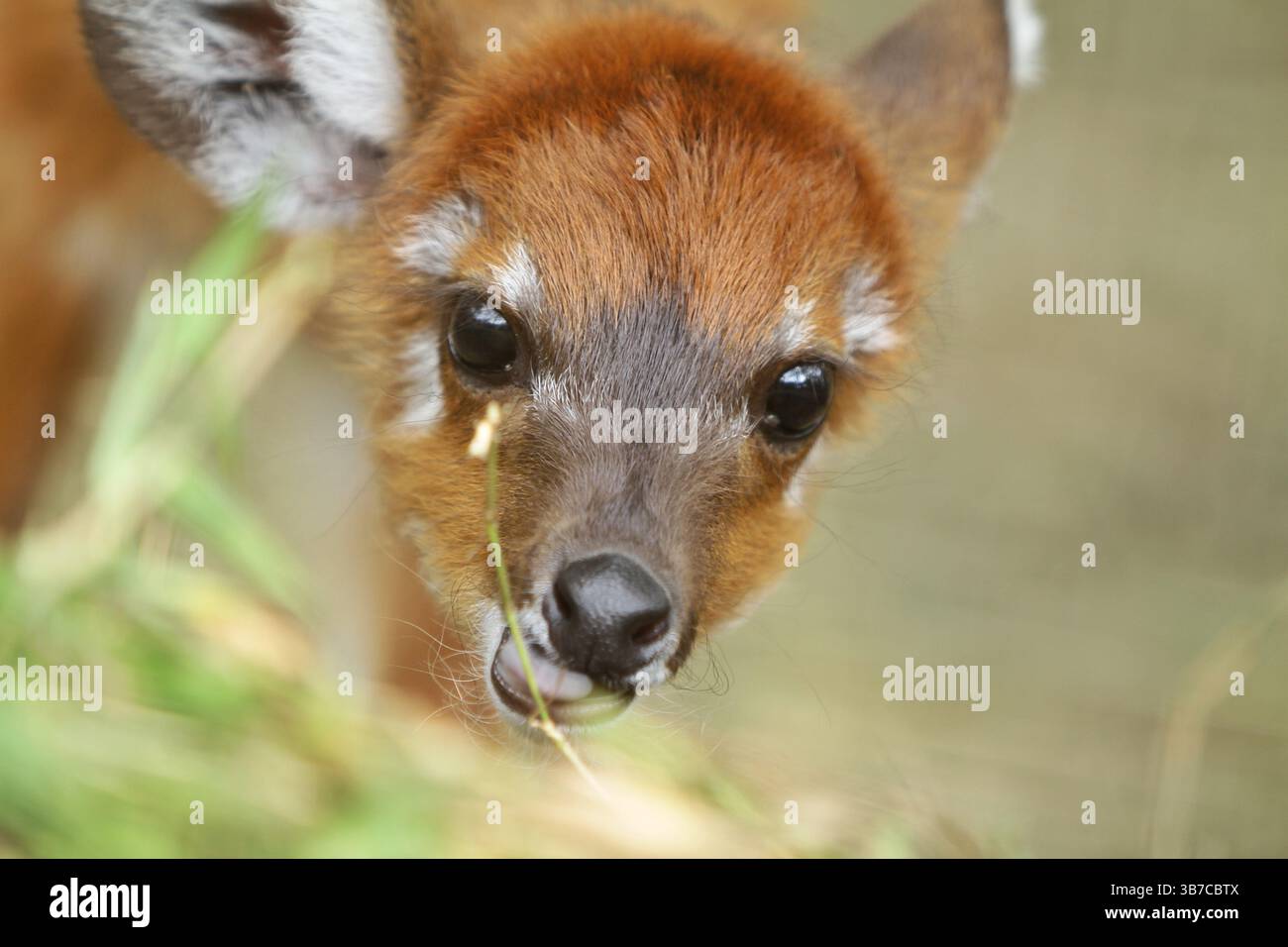 ritratto di una piccola sitatunga Foto Stock