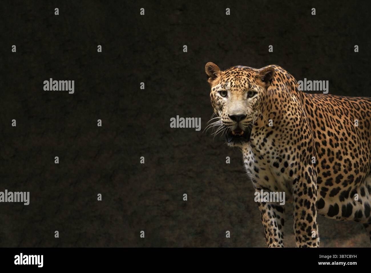 un leopardo che oziava durante il giorno Foto Stock