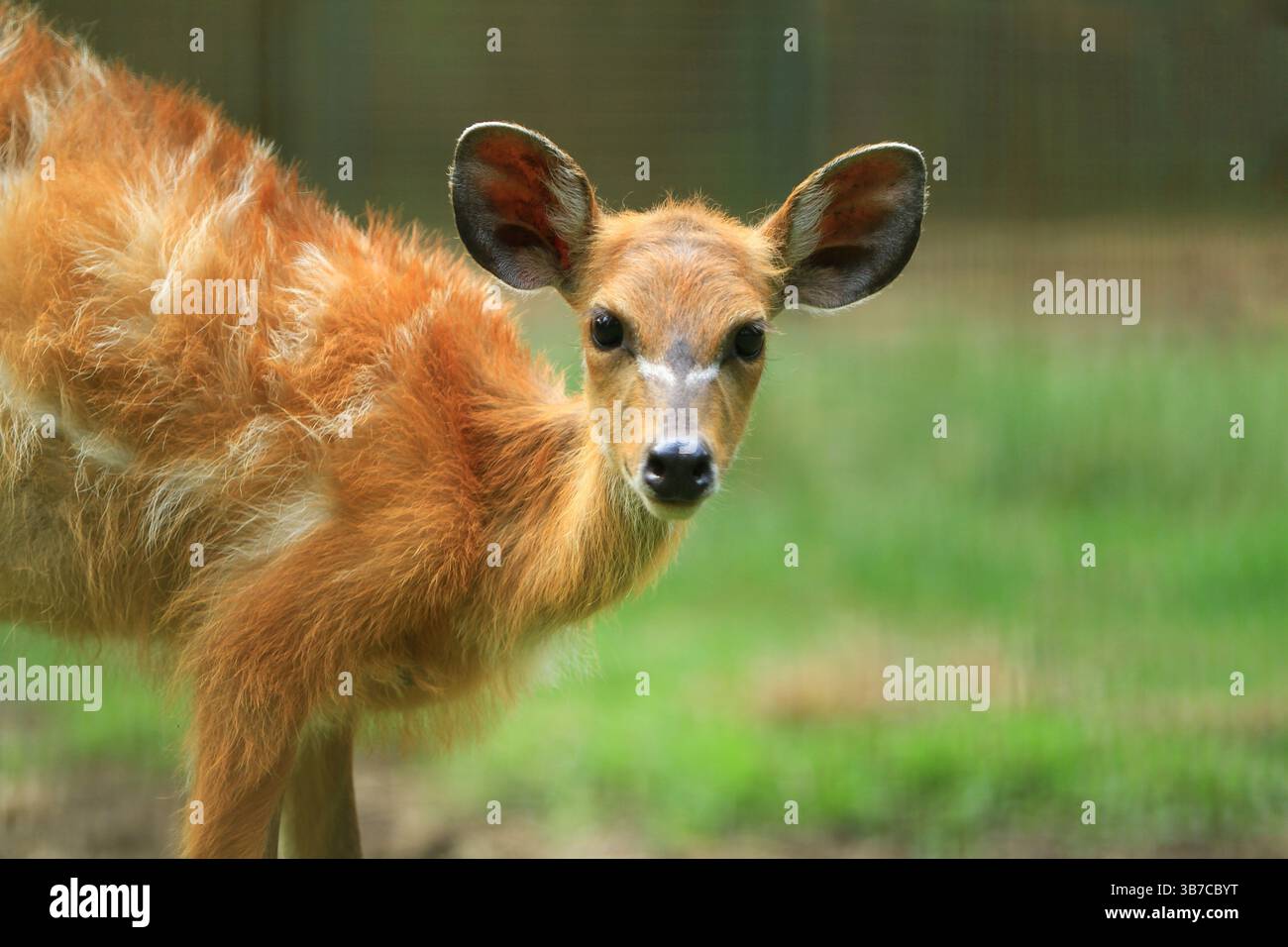 ritratto di una piccola sitatunga Foto Stock