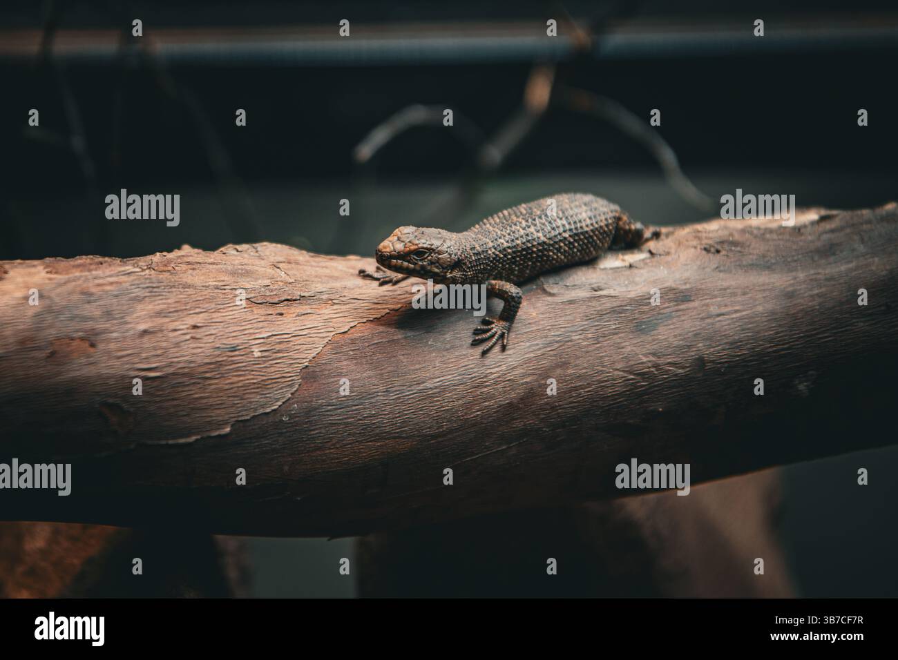 Simpatica lucertola allo zoo Foto Stock