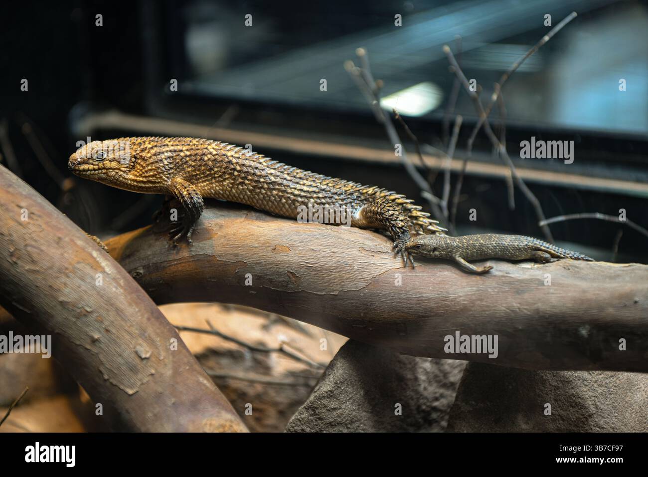 Lucertola con bambini allo zoo Foto Stock