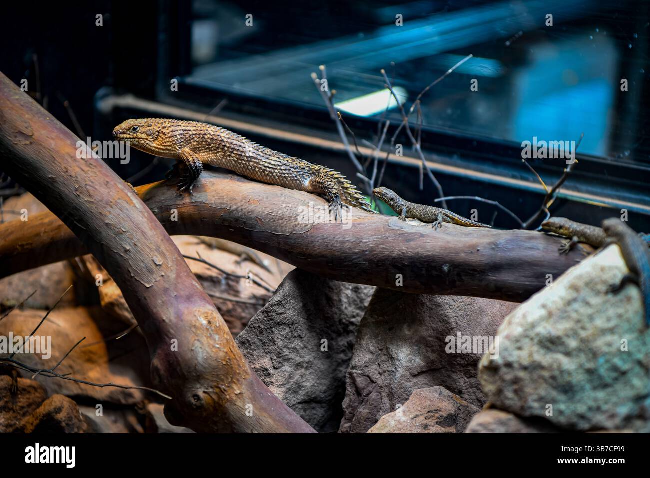 Lucertola con bambini allo zoo Foto Stock