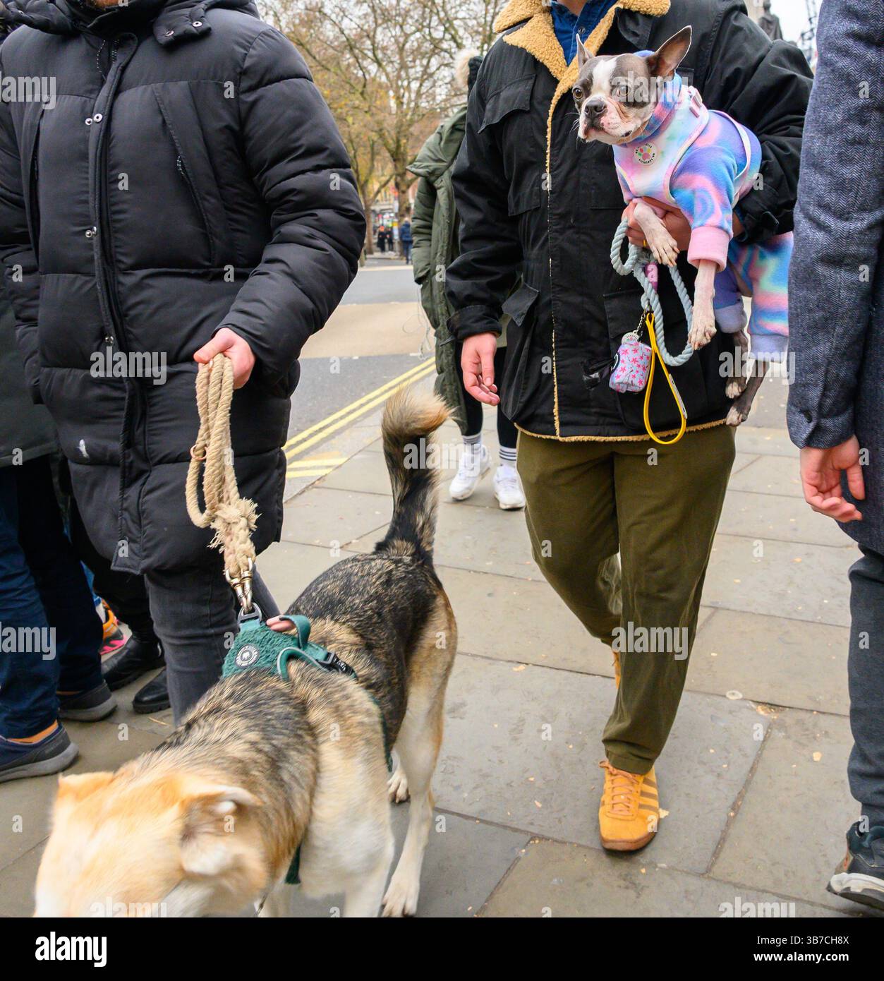 Londra, Regno Unito. Bulldog francese in un caldo vestito da cane soffice che viene portato lungo il marciapiede Foto Stock
