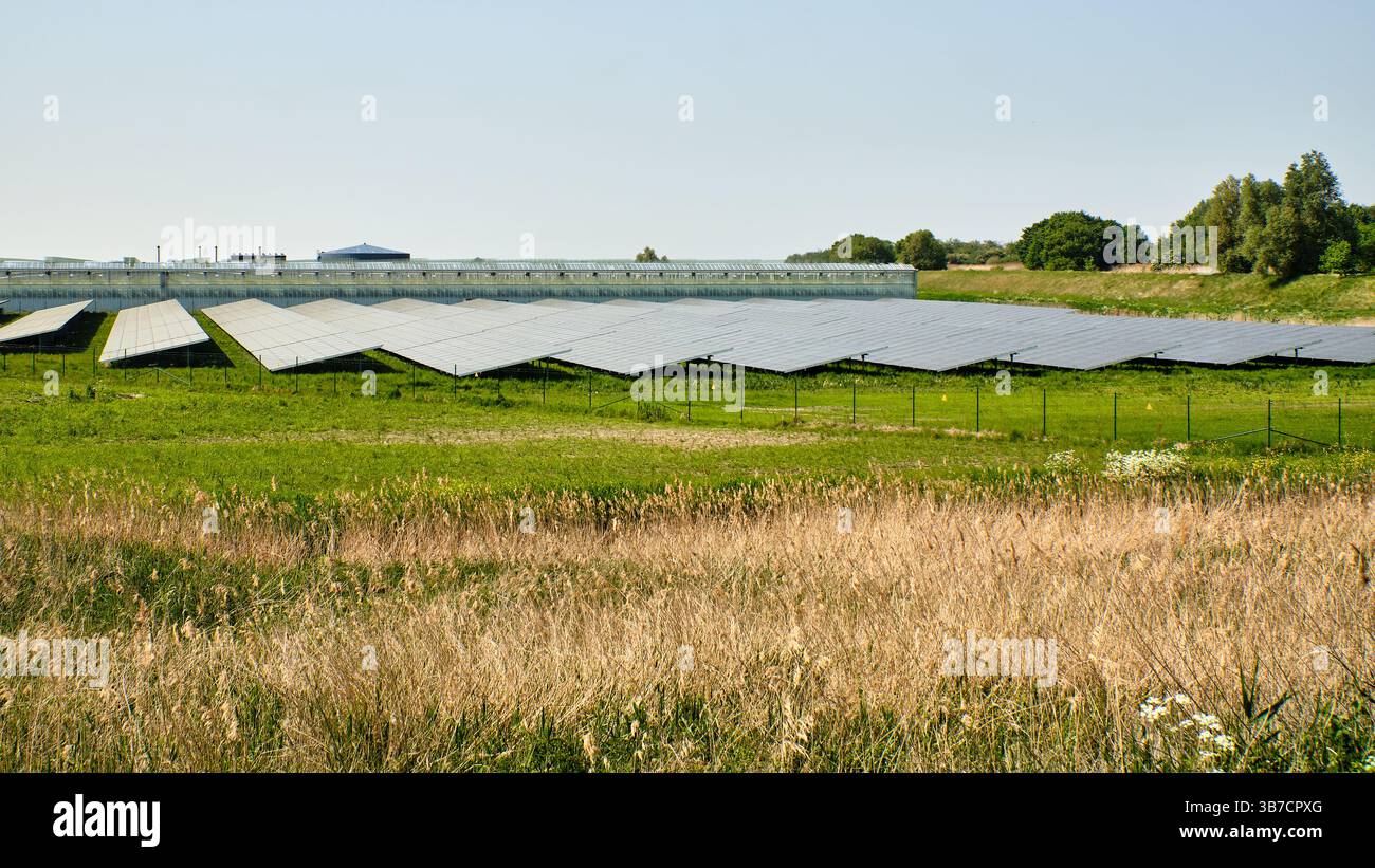 Krabbendijke, Zelanda: I pannelli solari accanto a una serra commerciale evidenziano l'integrazione dell'agricoltura e delle energie rinnovabili nei paesi olandesi Foto Stock