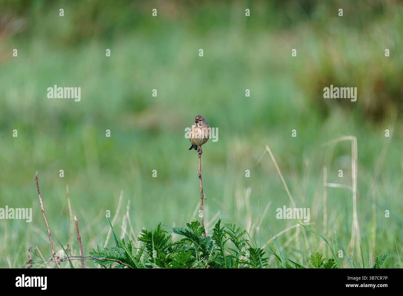 Un piccolo uccello comune di linaria cannabina arroccato su un ramo sottile in un lussureggiante campo verde. Foto Stock