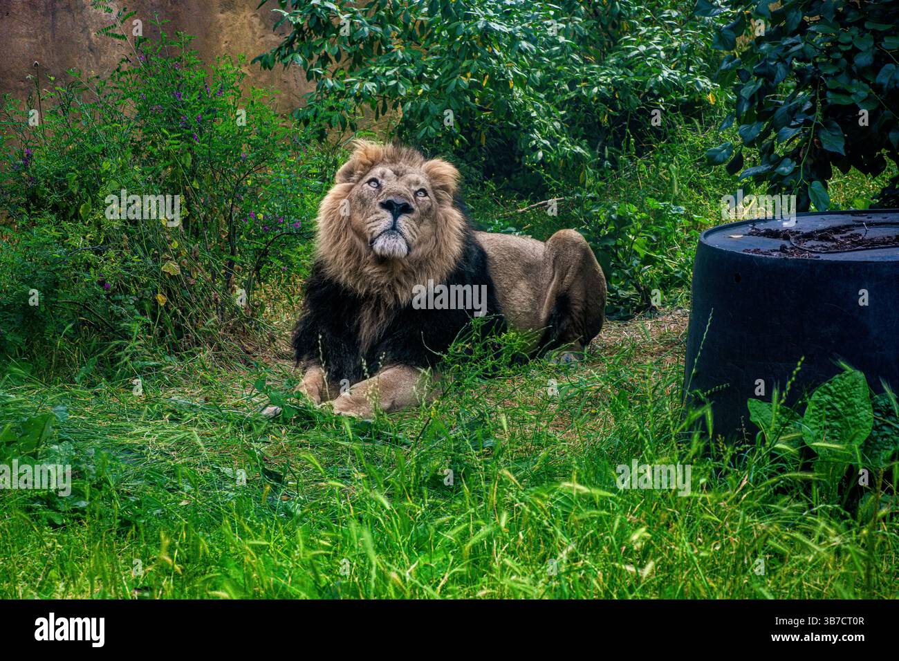 Grande leone che riposa nell'erba Foto Stock