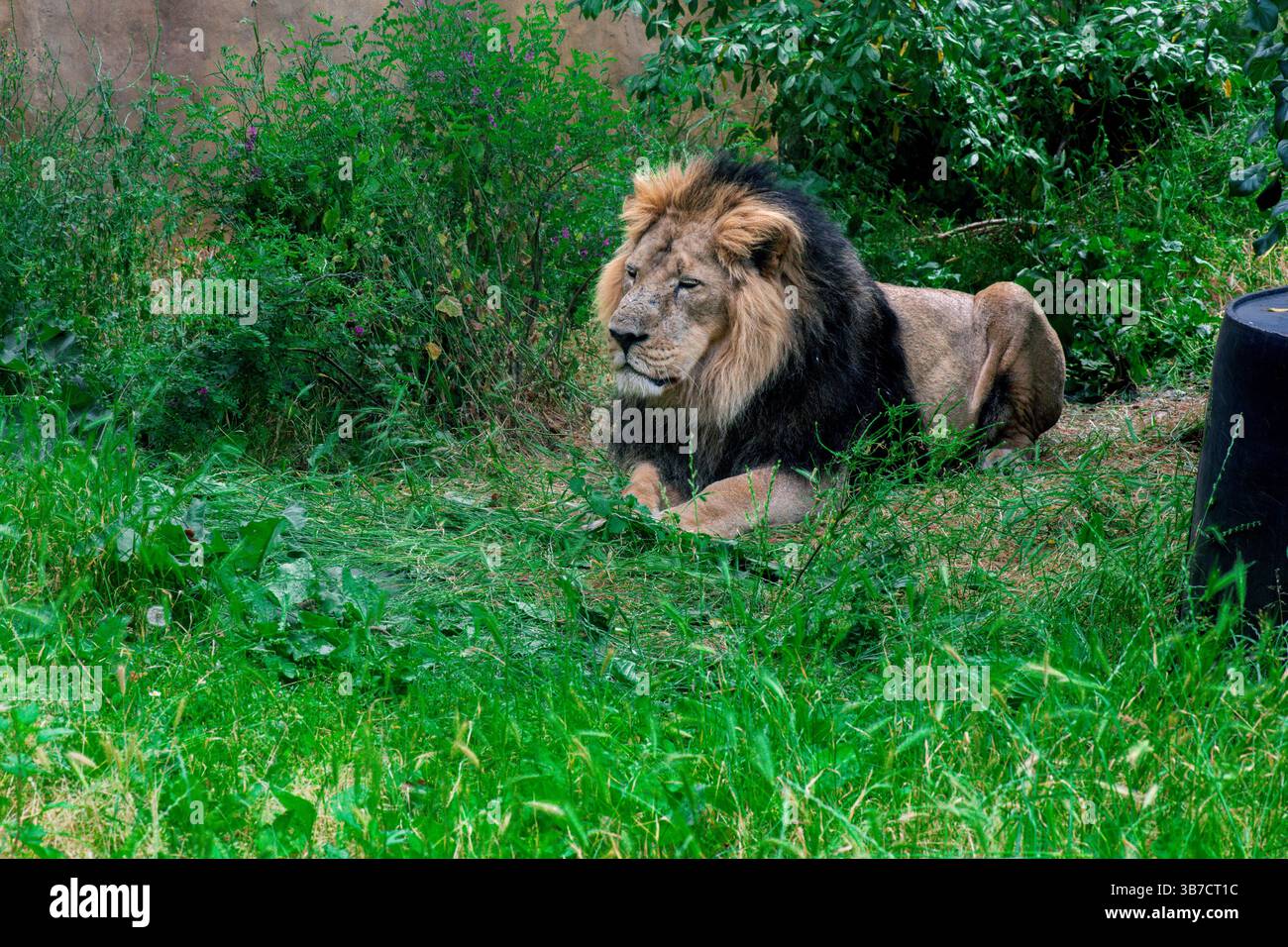 Grande leone che riposa nell'erba Foto Stock