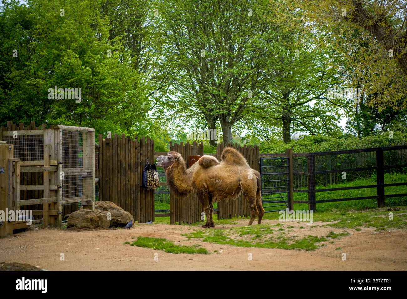 Cammello battriano allo zoo Foto Stock