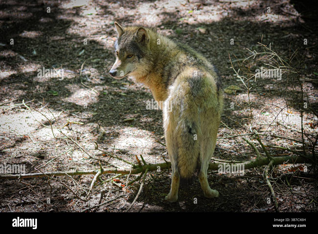 Lupo europeo nella foresta Foto Stock