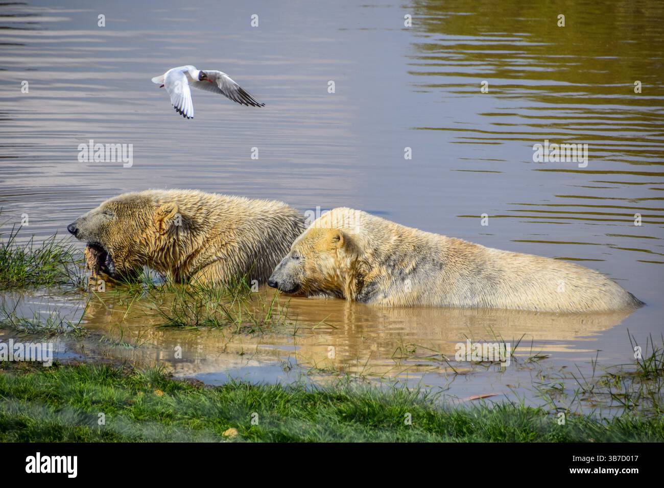 Gli orsi polari in acqua Foto Stock