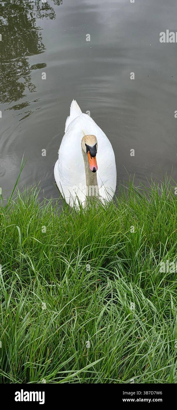 Rilassato Swan UK. Un grazioso cigno bianco che scivola lungo un tranquillo fiume britannico, circondato da verdi cespugli lungo il fiume in una giornata tranquilla - Immagine stock catturata con smartphone