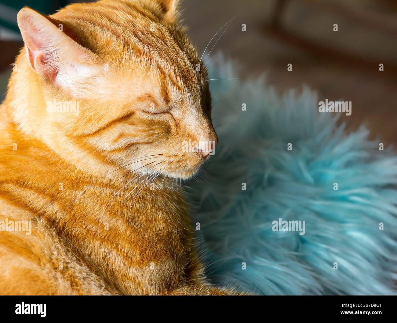 Gatto dello zenzero su pelliccia sintetica blu Foto Stock