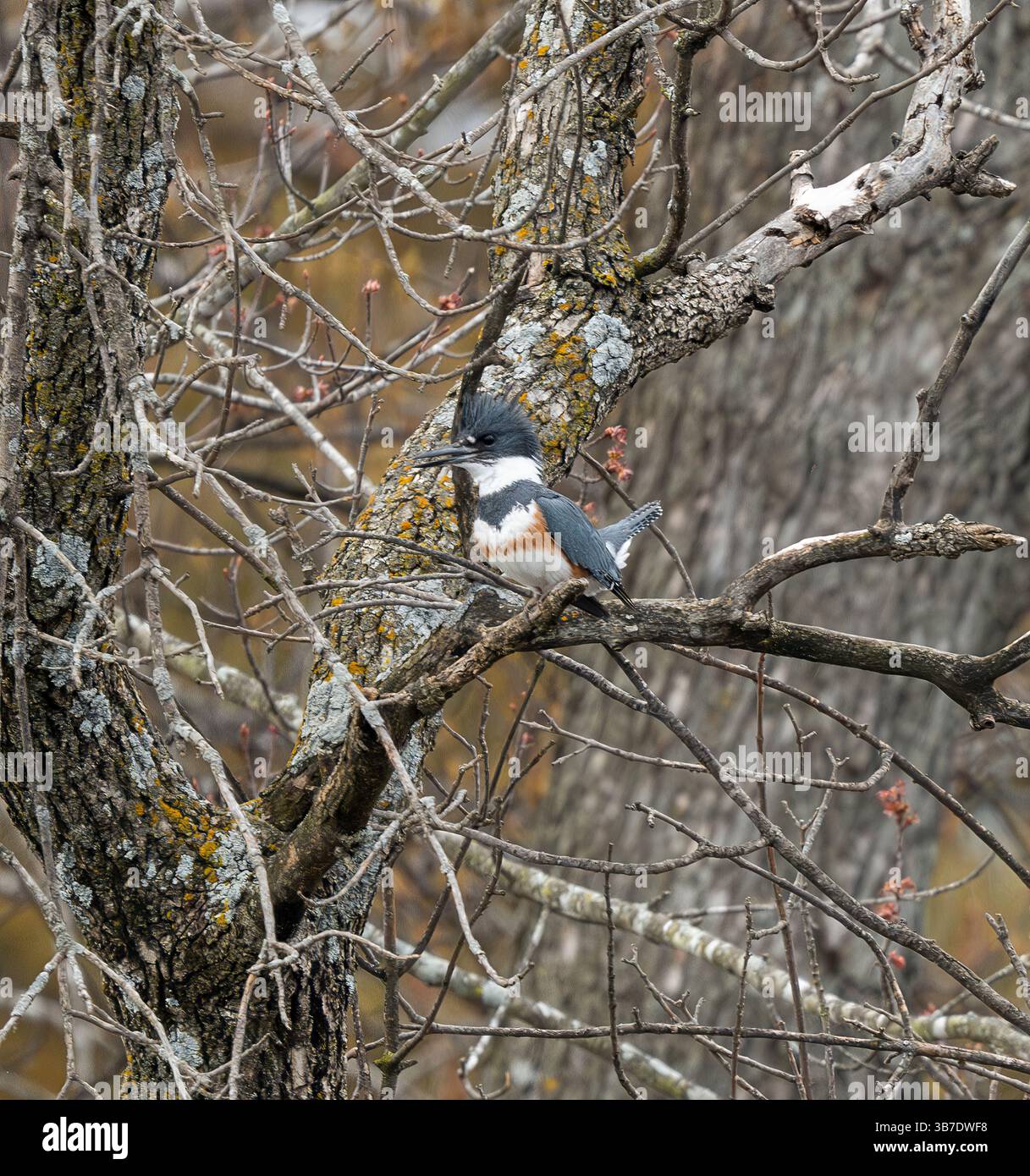 kingfisher con cintura in un albero Foto Stock