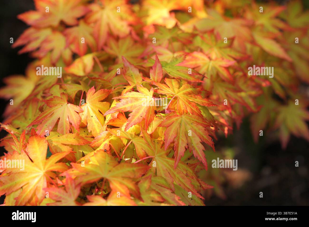 Un primo piano del fogliame primaverile di Acer palmatum "Orange Dream", acero giapponese Foto Stock